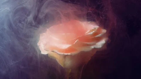 Smoke rises and white rose. Stock Footage 89003755