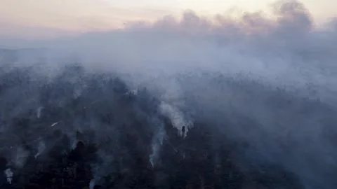 Smoke rises from burning forest floor Video stock 332610792