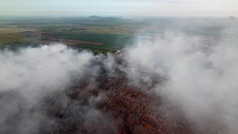 Smoke rises from burning forest floor, thick and white Stock Footage 333044987