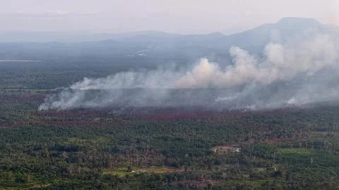 Smoke rises from burning forest floor 库存影片 337544061