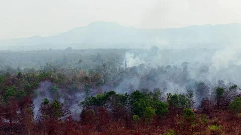 Smoke rises from burning forest Vídeos de archivo 333035088