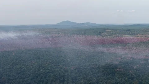 Smoke rises from burning forest under hazy sky Video stock 332603174
