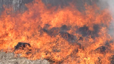 Smoke rises from the burnt grass, prairie fire Stock Footage 336220865