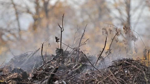 Smoke Rises From Decomposing Branches and Dry Leaves in Autumn Forest Clearing Stock Footage 309605905
