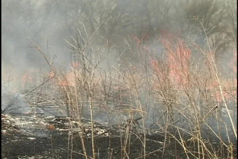 Smoke Rises from Forest Fire Stock Footage 298344