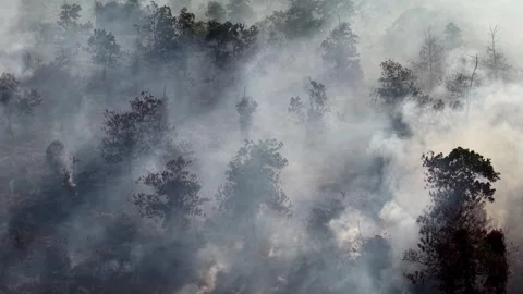 Smoke rises from a forest fire Видео 332589026