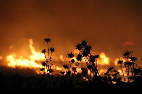 Smoke Rises from Forest Fire Stock Photos