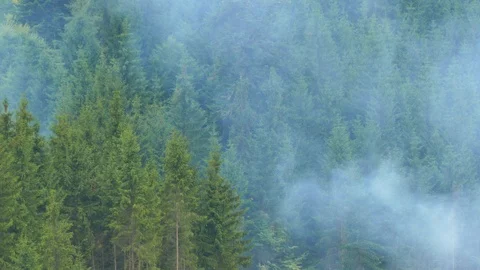 Smoke rises over the coniferous forest on a mountain slope. Close up Stock Footage 78070116