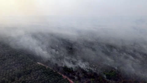 Smoke rises over dense forest canopy Vidéo 332600728