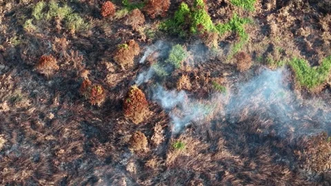 Smoke rises from scorched earth Video stock 337986125