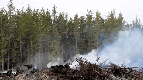 Smoke rises from a smoldering fire from the burning of tree slashings Stock Footage 128472128