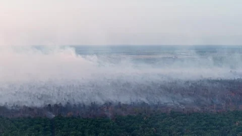 Smoke rises thick and gray over dense forest canopy Stock Footage 333033027