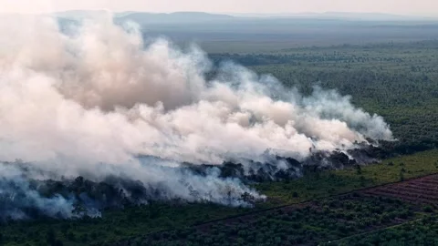 Smoke rises thick and gray over burning forest floor Vídeos de archivo 333035188