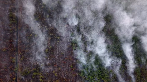Smoke rises thick and slow from burning forest floor Stock-Footage 337732025