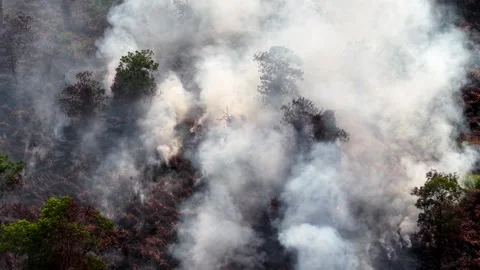Smoke rises thick and white over darkened trees Vidéo 333033041