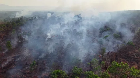 Smoke rises thickly over a burning forest Stock-Footage 337551692