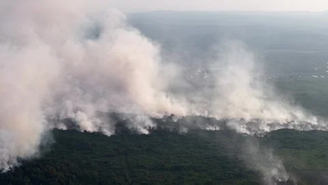 Smoke rises thickly over a green forest Stock Footage 333057602