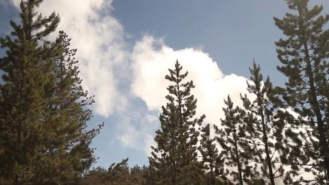 Smoke Rising over Pine Trees Stock Footage 96168048