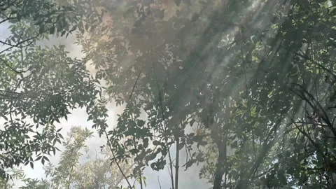 Smoke rising through trees canopy highlighted by back-light Stock Footage 231518185