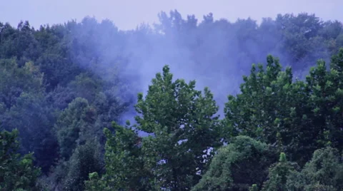 Smoke Rising In The Trees Stock Footage 41754000
