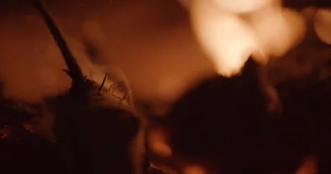 Smoke rolls off a pine limb as fire flickers in background Stock Footage 102787827