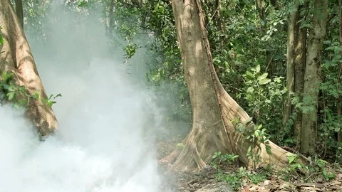 Smoke screen in jungle practical effect. Stock Footage 92308063