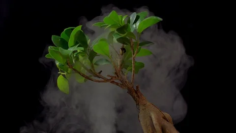 Smoke in slow motion on black background and ginseng. Stock Footage 112428643