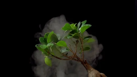 Smoke in slow motion on black background and ginseng. Stock Footage 112429244