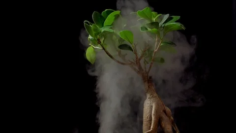 Smoke in slow motion on black background and ginseng. Stock-Footage 112429847