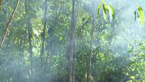 Smoke in spring forest at sunrise. Stock Footage 146212054