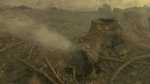 Smoke from stump in Forest Fire Stock Footage 711365