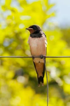 Smoke swallow - front view Foto stock