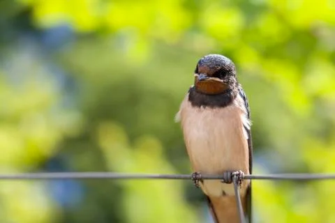 Smoke swallow - looking camera 库存照片