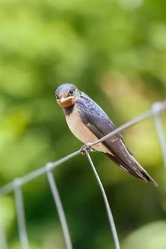 Smoke swallow Photos