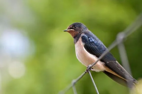 Smoke swallow - side view Foto stock