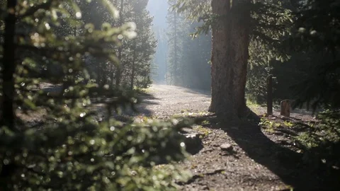 Smoke swirls in the sunlight in the foreground of a forest clearing Stock Footage 90820053