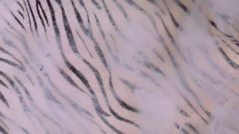 Smoke texture dye water white paint zebra pattern Stock Footage 291608478