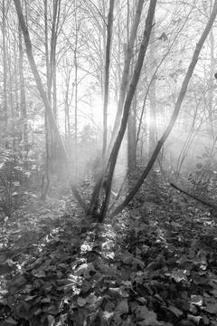 Smoke in th fall trees Stock Photos