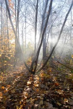 Smoke in th fall trees Fotos de archivo