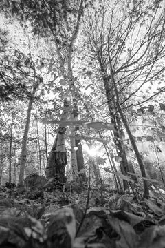 Smoke in th fall trees Fotos de archivo