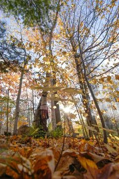 Smoke in th fall trees Stock Photos