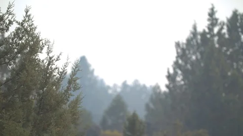 Smoke through the Tree Tops Stock Footage 90190517