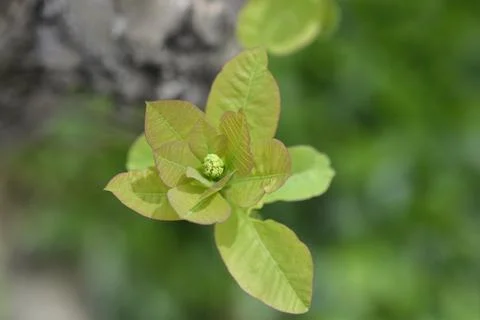 Smoke tree Stock Photos