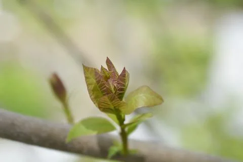 Smoke tree Stock Photos