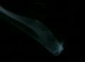 Smoke White 08 Loop Footage