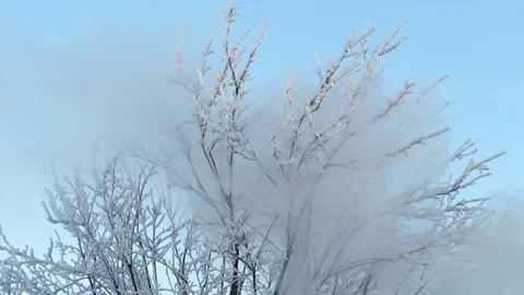 Smoke in the wind against the tree Stock Footage 227335221
