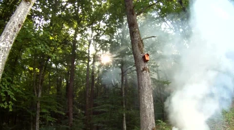 Smoke in the wood Stock Footage 54308173