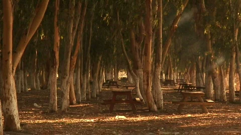 Smoke in woods 2 Stock Footage 563989