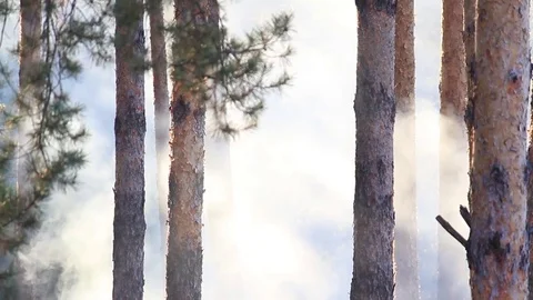 Smoke in the woods Stock Footage 71152616
