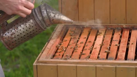 Smoked bee hive when handling bees, wax and honey 스톡 동영상 170038666